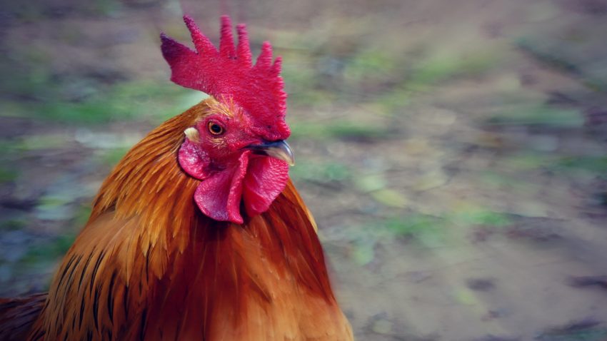 El gallo de corral gallego triunfa donde va 1920