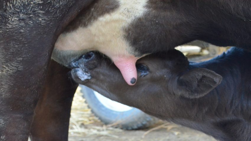 Tratamiento de las mamitis1920