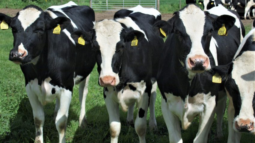 La historia de 90.000 vacas felices1920