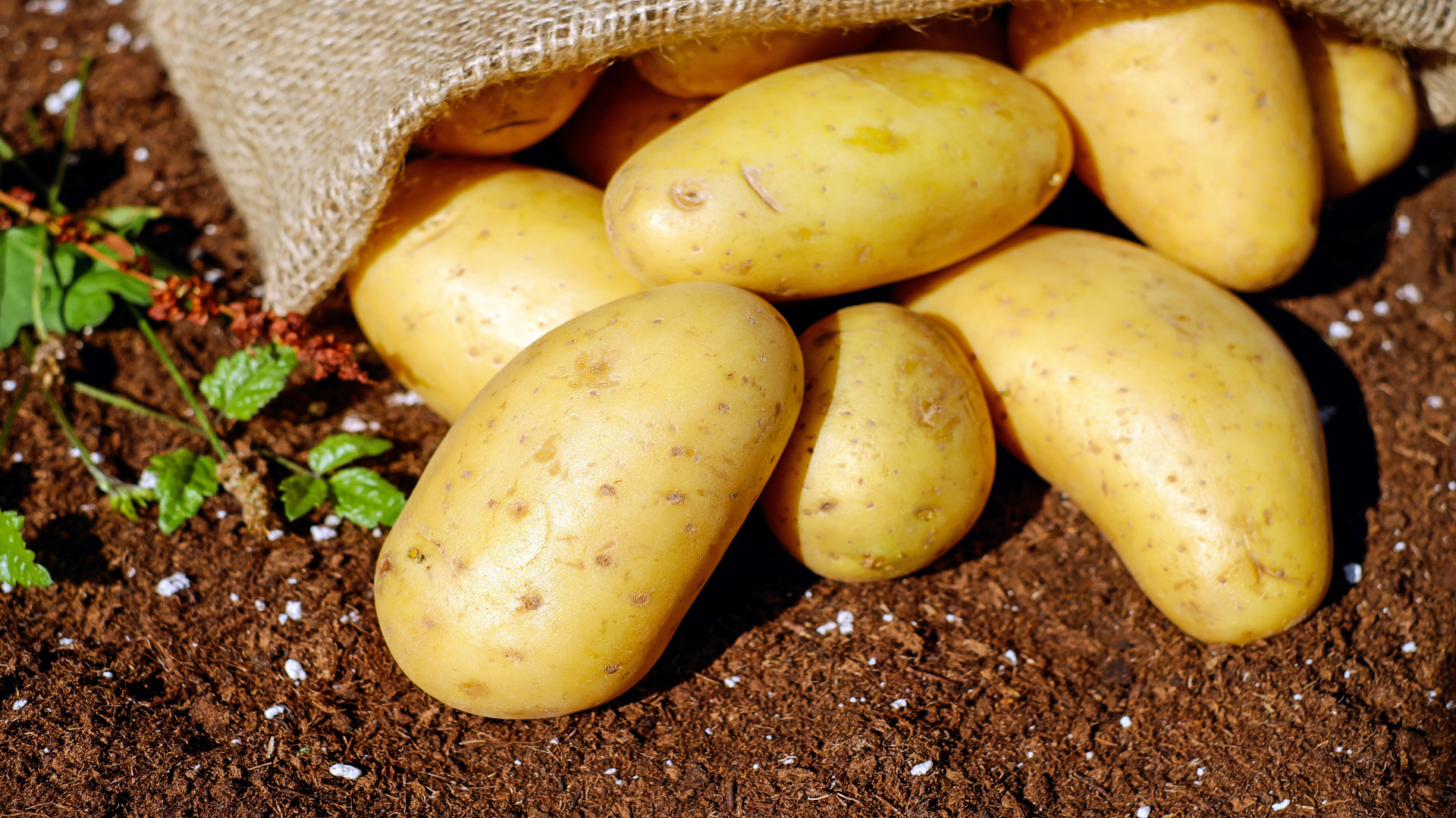 Indemnizaciones por la polilla de la patata y tres plagas vegetales1920