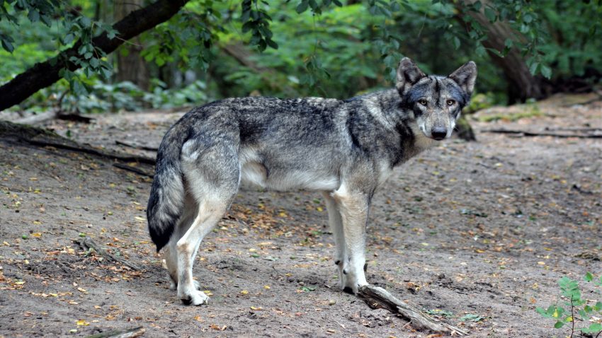 Los daños del lobo se duplicaron entre 2015 y el 2017.1920