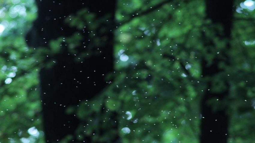 Que debes plantar en tu terraza o jardin para librarte de los mosquitos1920