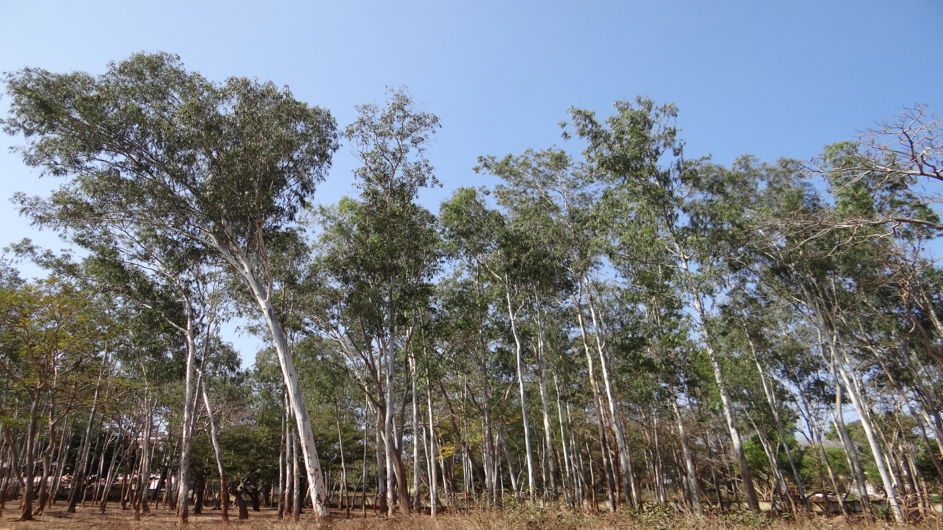 Se baraja restringir la plantacion de eucaliptos sobre pinares cortados.1920