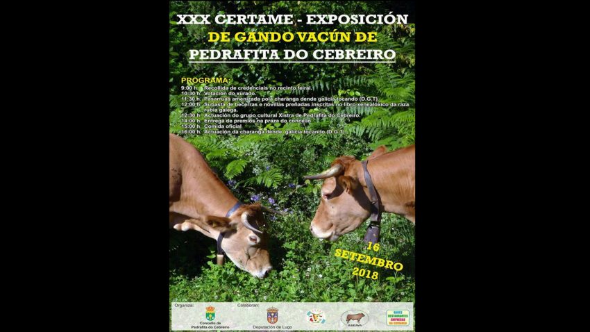 XXX Certame - Exposicion de gando vacun de PEDRAFITA DO CEBREIRO.1920