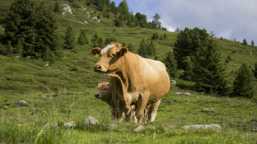 Preguntas frecuentes sobre la gestacion de las vacas.1920
