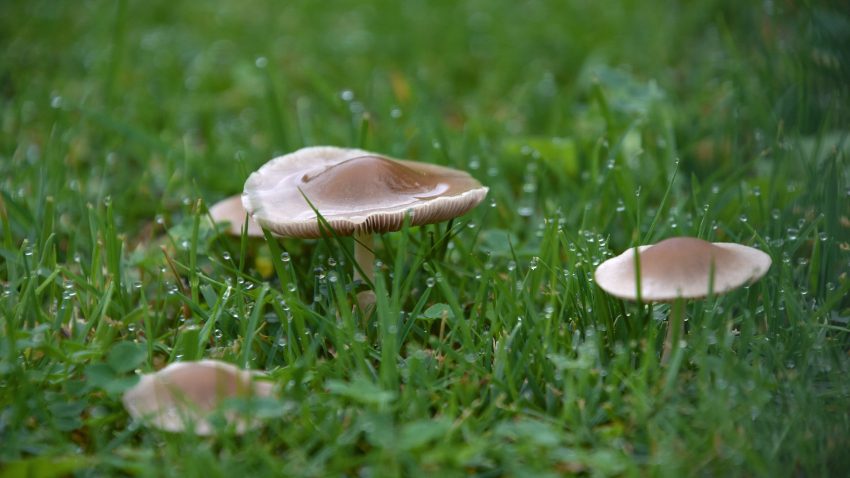Ojo con las setas ricas pero peligrosas 1920