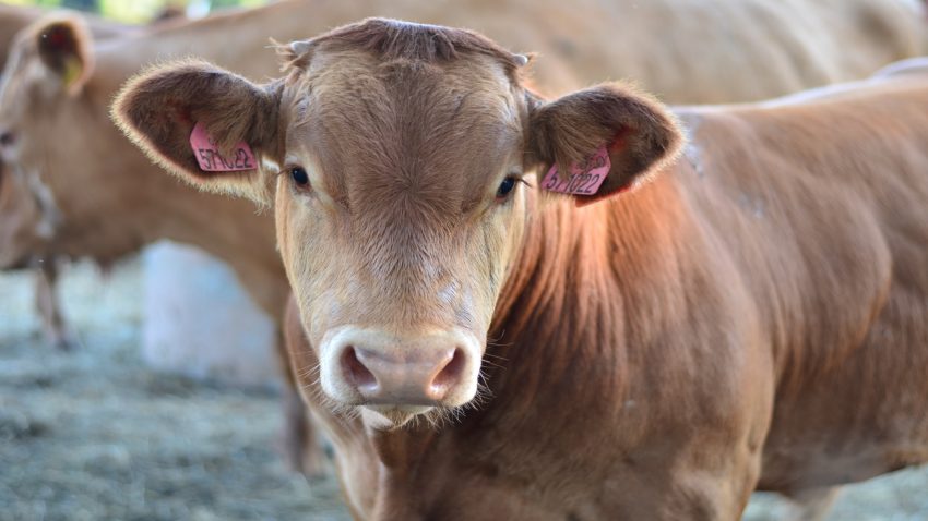 A principios de diciembre se abonara la mayor parte de la PAC.1920