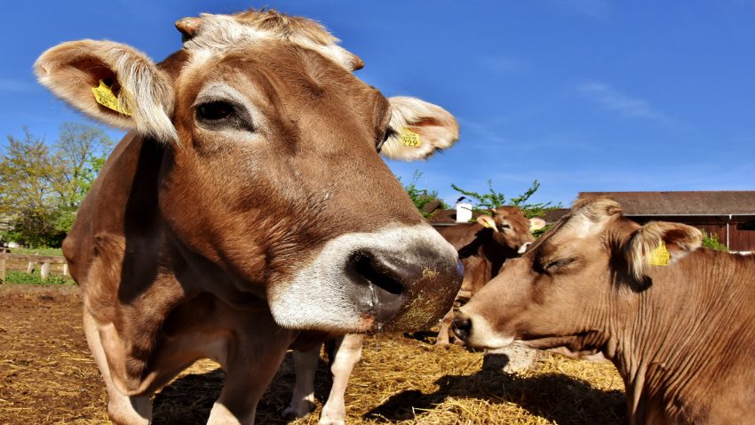 En 2019 el uso de antibioticos en vacuno de leche tendran cambios1920
