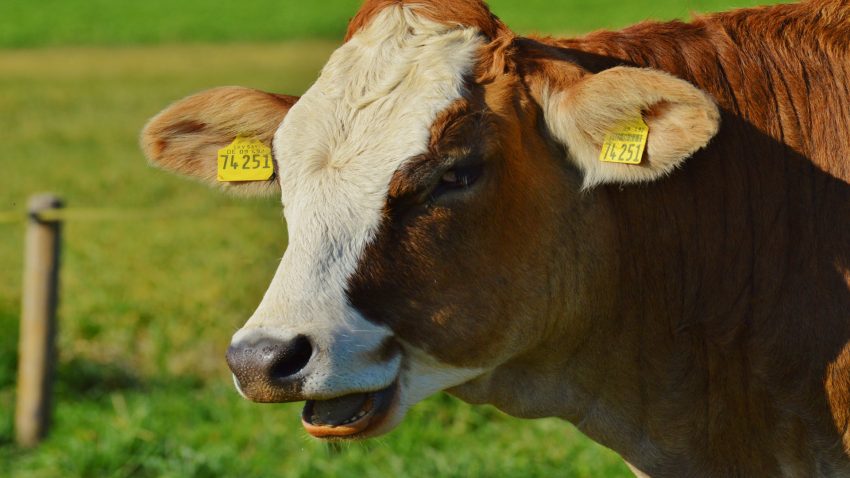 Galicia defiende un unico Plan estrategico sobre la PAC1920