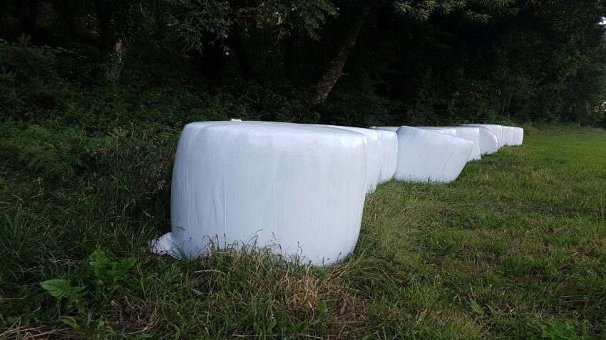 La enfermedad relacionada con la inhalacion de hongos de los silos de hierba El pulmon del granjero.1920