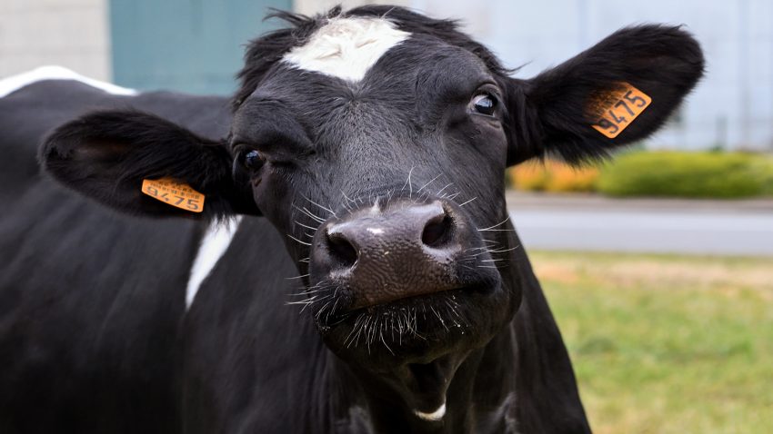 Bayer apoya con 30.000 € en total tres proyectos innovadores que mejoren el bienestar animal1920