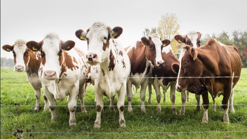 Convocado el Premio ION-SGPF que premia el mejor cierre ganadero electrificado1920