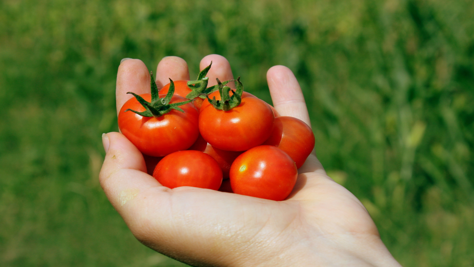 Por que el tomate ya no es lo que era 1920
