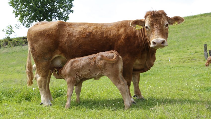 Puntos criticos en las cria de las terneras.1920