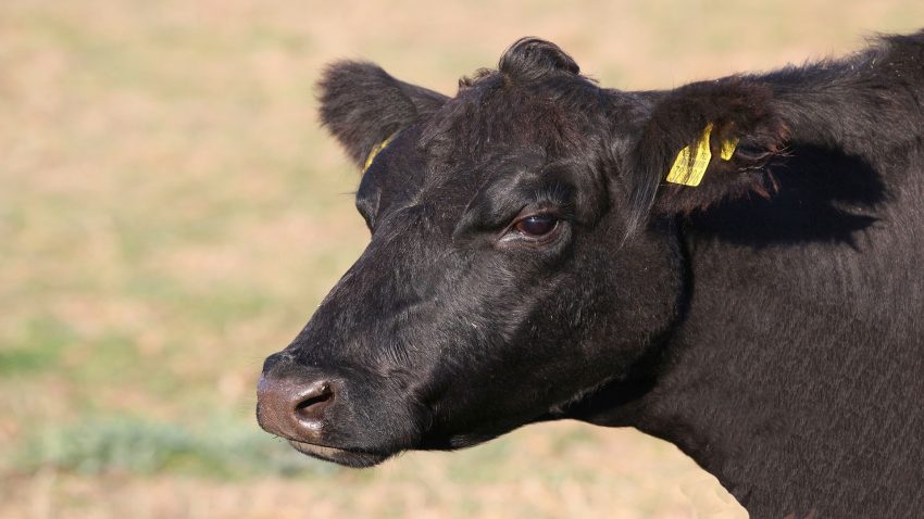 Ayudas por vacas de leche 126 euros por animal y vacas de carne en 91 euros1920