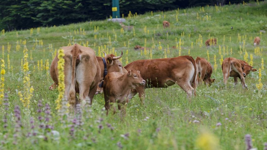 36 millones de euros de adelantos de las ayudas de la PAC1920