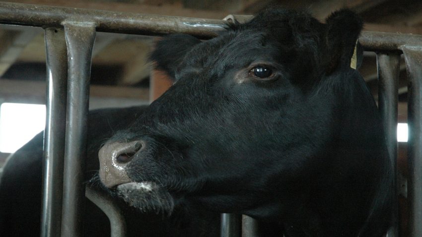 Para obtener los mejores resultados hay que procurar el entorno adecuado para el ganado1920