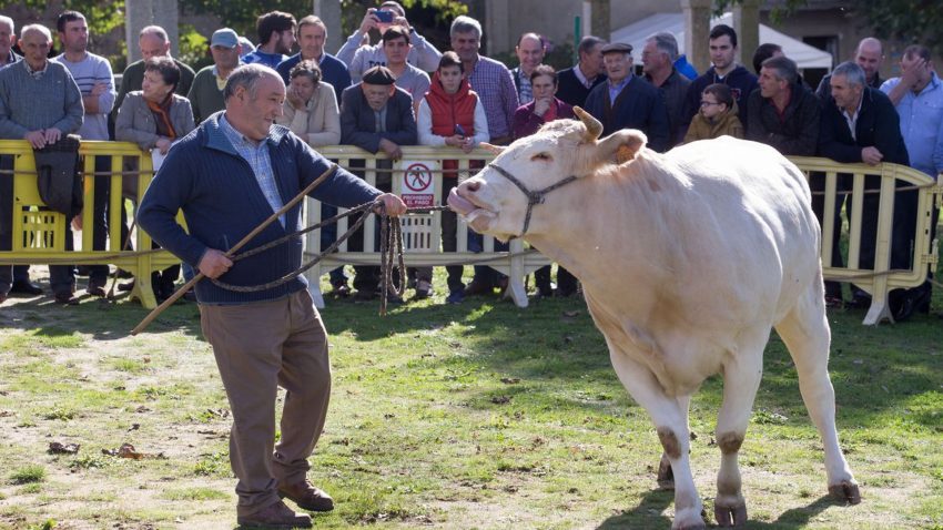 Un ganadero de Castroverde pago 3500 euros por una novilla 1920