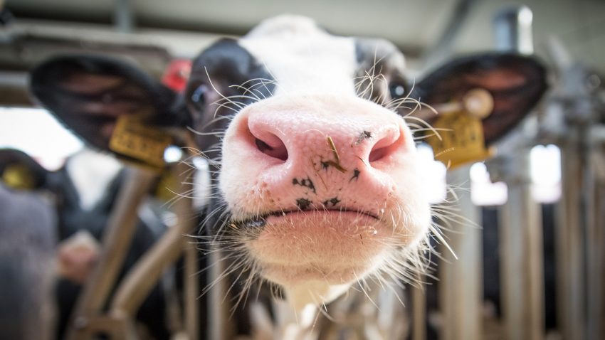 El compromiso de reduccion de las emisiones en las granjas se premiaráaen la proxima PAC 1920