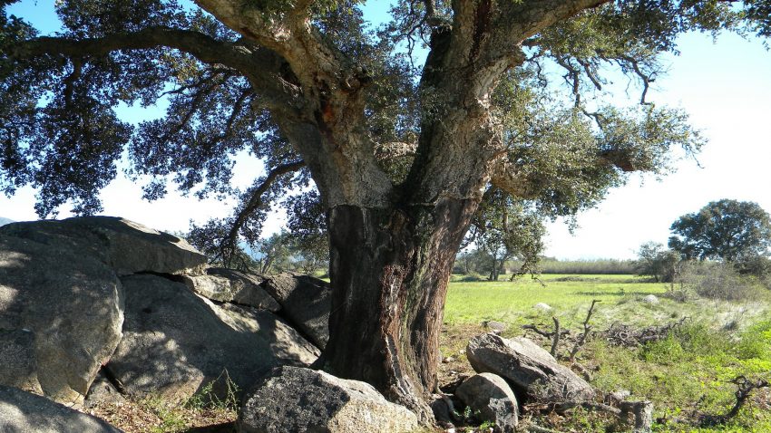 El corcho gallego1920