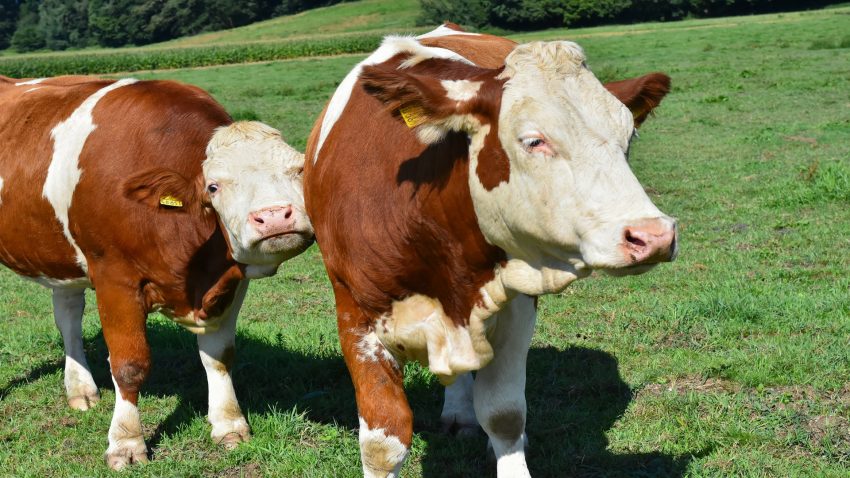 Ayudas para la contratacion de seguros agrarios1920