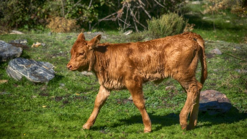 Si se quiere mantener vivo el campo hay que apostar por la formacion1920