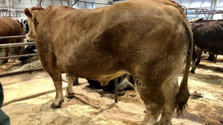 Coco cinco años y un precio de 6.781 euros 1920