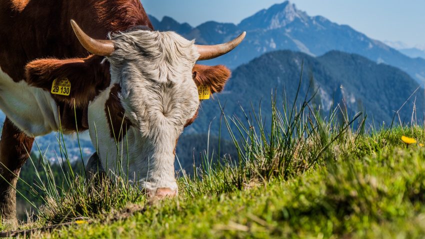 Sabes que platas son toxicas para las vacas1920