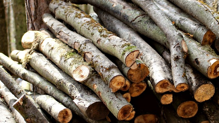 Ayudas para la industria forestal1920