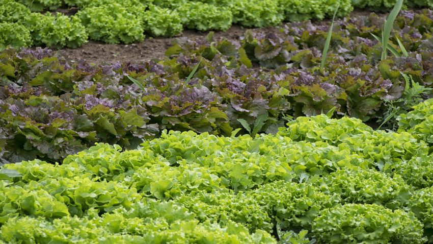 Posibles dudas en el sector agrario1920