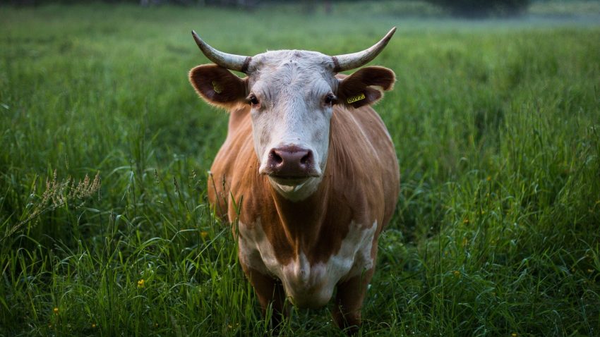 Posibles dudas en el sector ganadero 1920