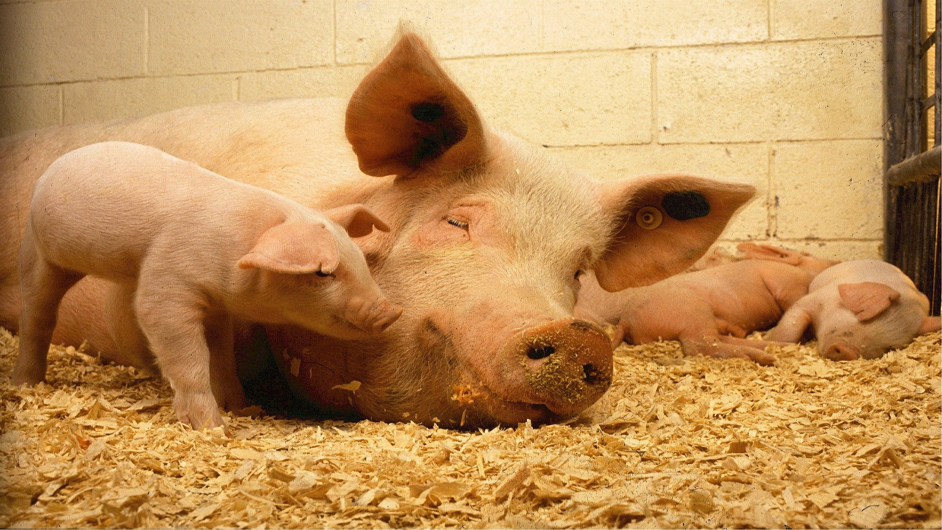 Cambios en la normativa para las granjas de porcino1920