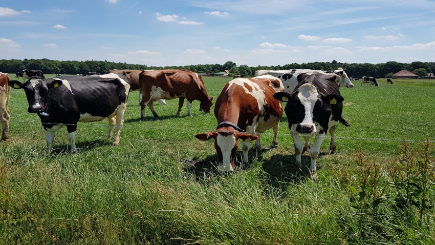 Desde este viernes 4000 productores comienzan a recibir las ayudas por la PAC 2019.1920
