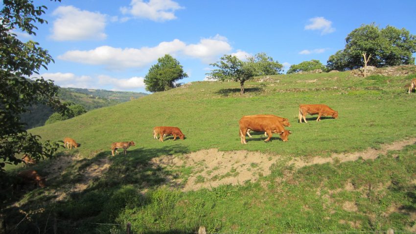 Hasta 7.000 euros por cada productor y 50.000 por pyme para reactivar el campo gallego1920