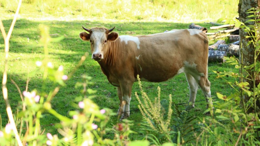 Estres por calor en las vacas1920