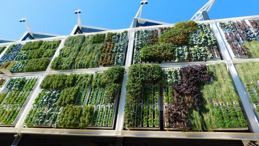 Has oido hablar de las granjas verticales1920