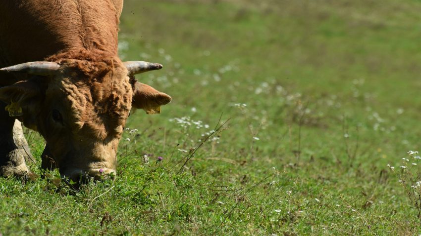 Hasta-un-8-mas-de-leche-producen-las-vacas-que-comen-leguminosas1920