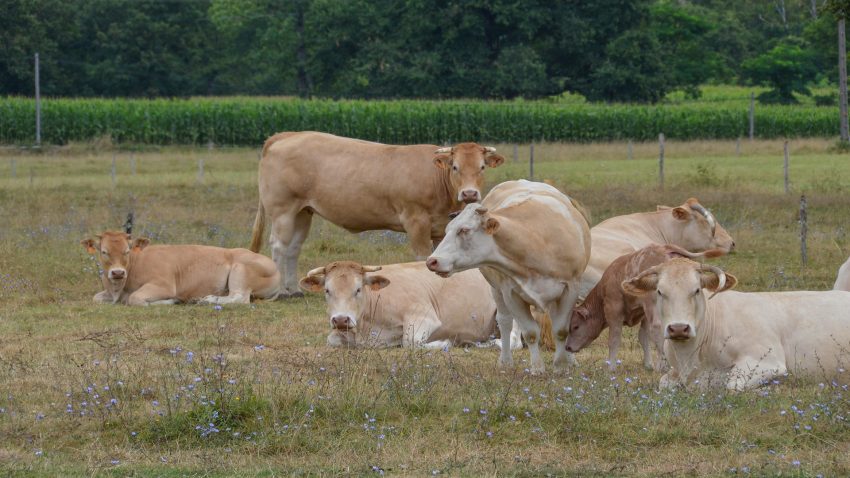 espanha-estara-representada-por-lugo-en-un-plan-europeo-de-alimentacion-sostenible1920