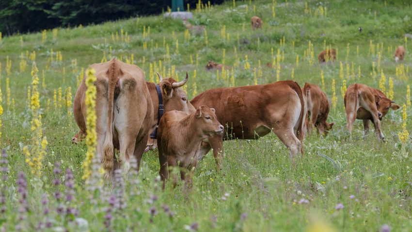 europa-quiere-gaantizar-el-futuro-del-medio-rural-1920