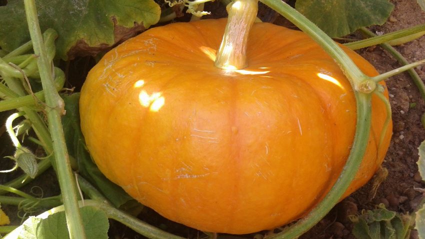 el-huerto-en-octubre-2020