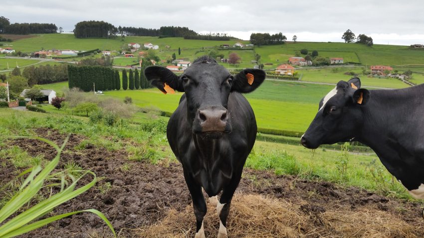 el-ministerio-de-agricultura-pide-que-se-activen-medidas-de-apoyo-para-el-vacuno-de-carne-1920