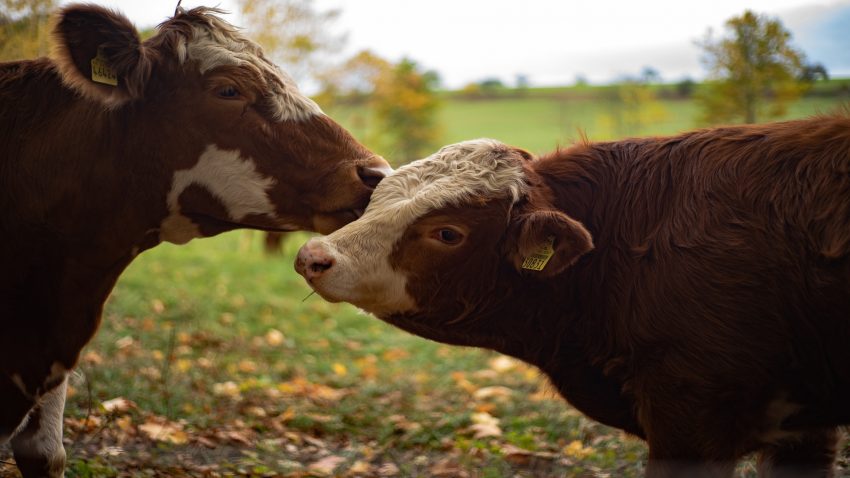 entre-900-y-7000-euros-cobraran-las-ganaderias-de-vacuno-de-carne-1920