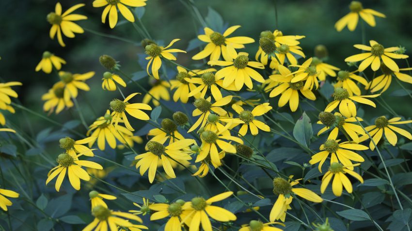se-estudia-el-cultivo-de-arnica-con-vistas-a-su-posible-comercializacion-1920