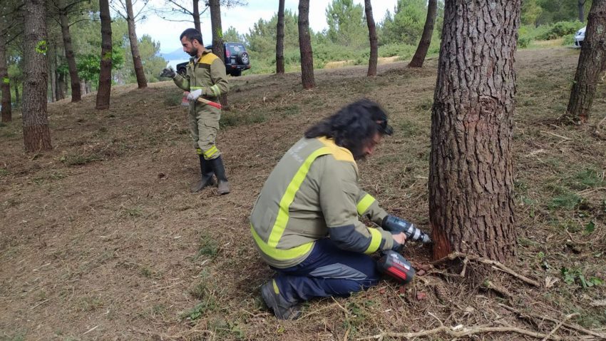 el-metodo-borehole-para-obtener-resina-de-mas-calidad-que-no-danha-la-madera-1920