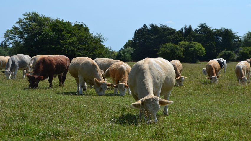 el-1-de-febrero-abre-el-plazo-para-solicitar-la-pac-del-2021.1920