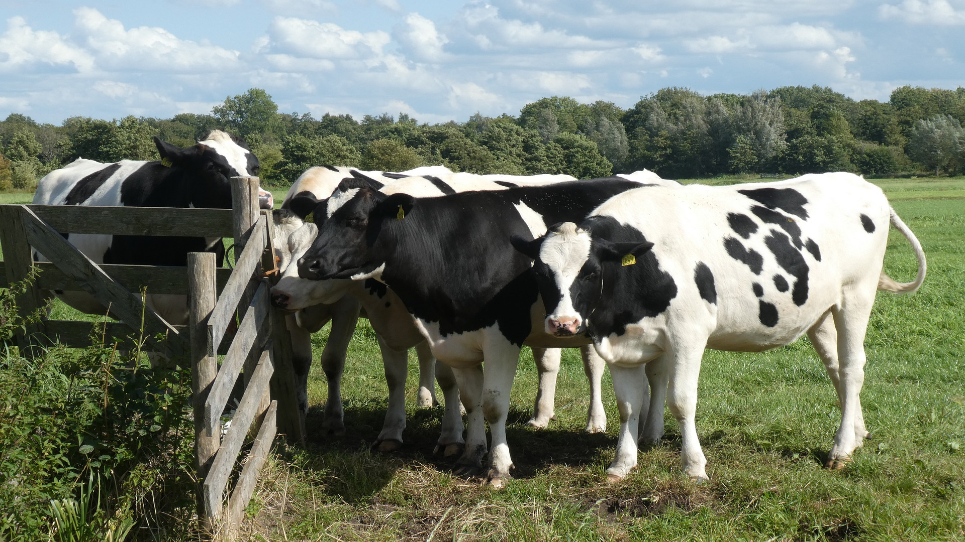 nueva-aplicacion-informatica-para-ayudar-a-las-granjas-de-leche-a-calcular-sus-costes-de-produccion-1920
