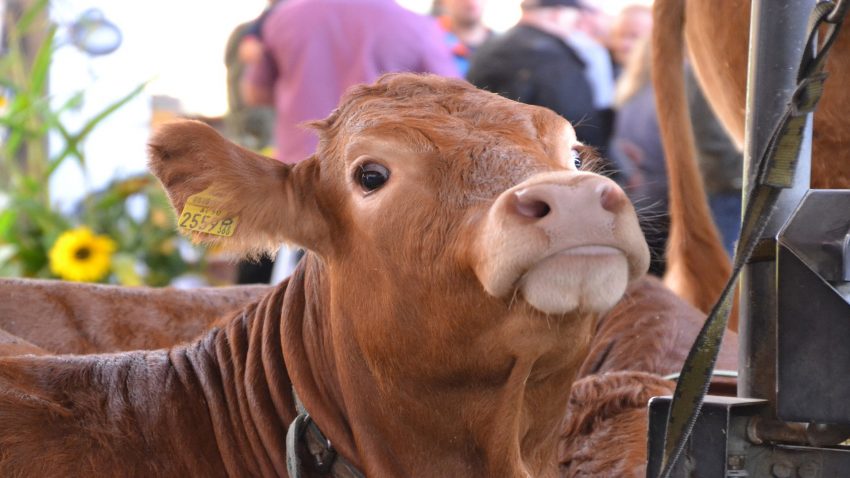 aplazada-la-mostra-exposición-de-muimenta-moexmu-1920