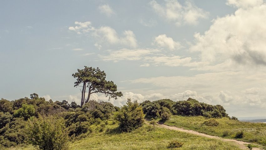 ayudas-para-forestacion-con-coniferas-y-frondosas-1920-