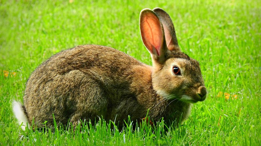 el-conejo-domestico-1920