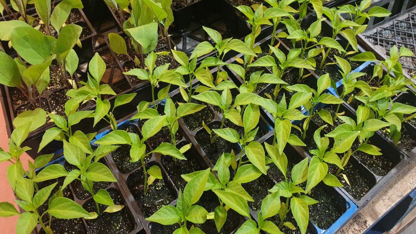 el-huerto-en-marzo-21-1920